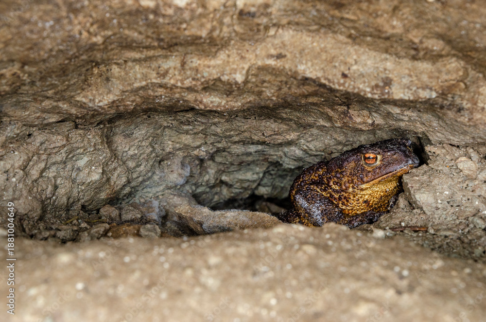 Obraz premium The common toad, European toad (Bufo bufo) 