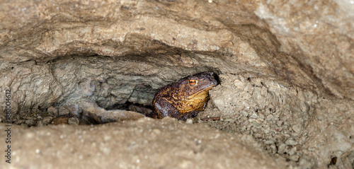 Картината върху платно The common toad, European toad (Bufo bufo)