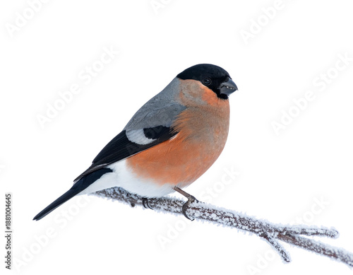 Female eurasian bullfinch with warm grey plumage perched on a frosted branch, ultra-s