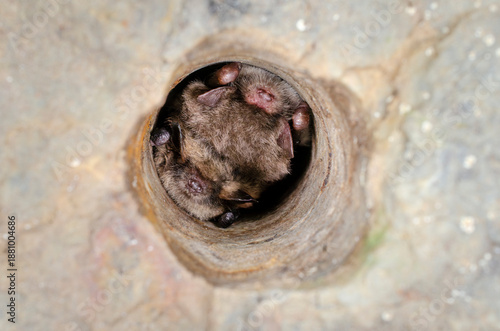 Foto Brandt's bat (Myotis brandtii)