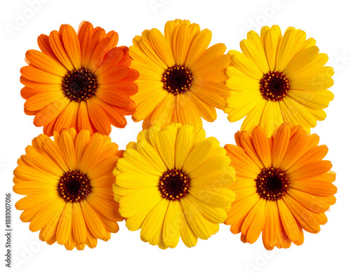 Five perfect, vibrant blooming flowers (yellow, orange hues) meticulously arranged ho