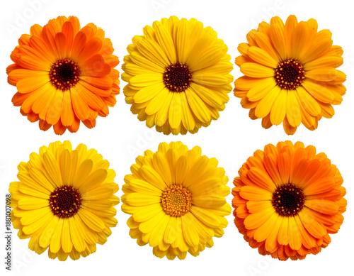 Five perfect, vibrant blooming flowers (yellow, orange hues) meticulously arranged ho