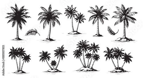A black and white illustration of various palm trees on a plain background dividers decorative border design concept