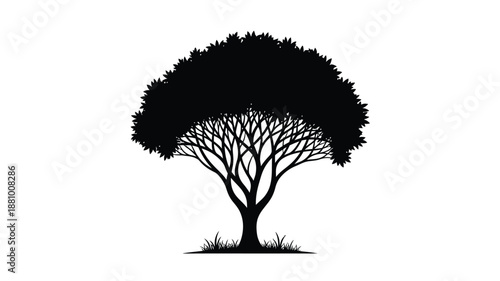 A striking image of a tree with detailed branches a dark silhouette