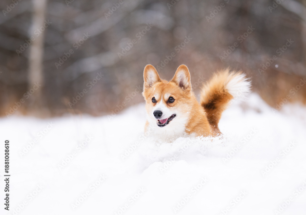 Obraz premium Happy Corgi Dog Running Joyfully Through Deep Snow in a Winter Forest.