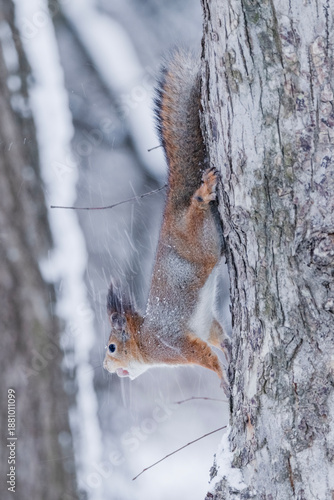 a squirrel with a nut on a tree under falling snow