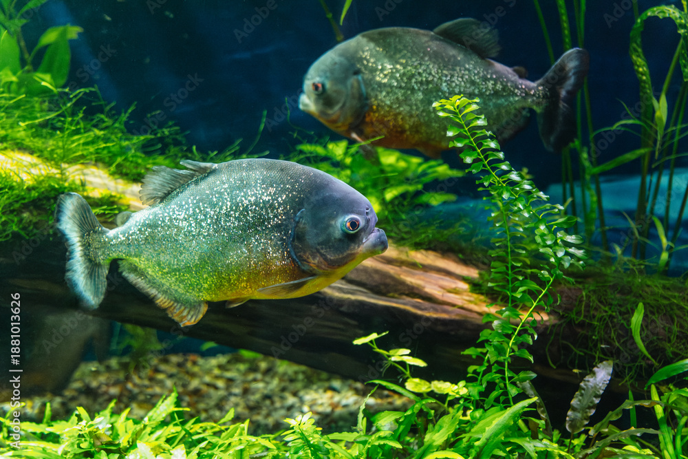 Obraz premium Red-breasted Piranha or Serrasalmus Nattereri