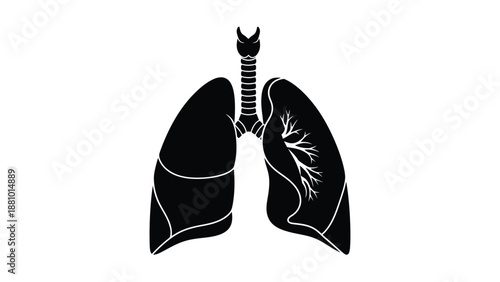 Detailed illustration of human lungs trachea and bronchial tree anatomy