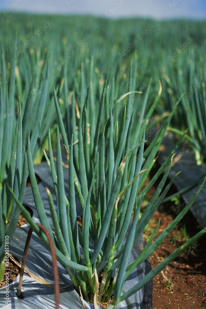 Obraz premium Photo of leek plantations in the hills of Indonesia