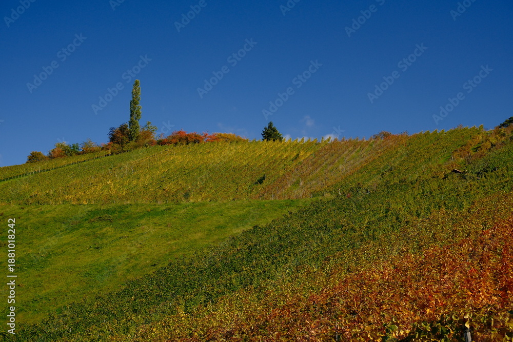 Obraz premium Vibrant vines in the autumn vineyard with colorful orange trees under a clear blue sky capturing the peaceful essence of nature