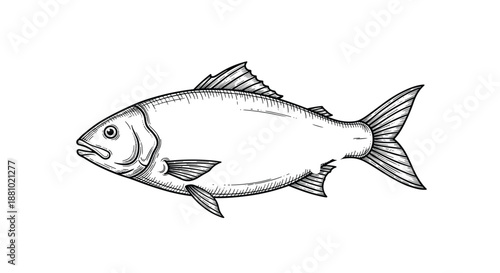Realistic hand drawn fish illustration in black and white line art style showing fine details of scales and fins for marine or fishing design.