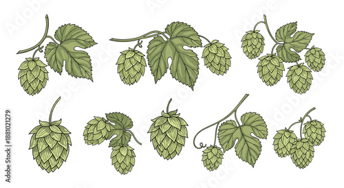 Detailed botanical illustration set of green hop cones and leaves on branches used for brewing beer and natural herbal remedies.