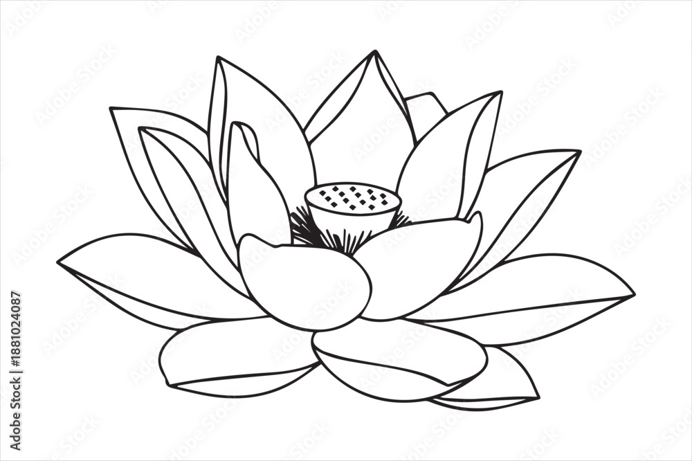 Fototapeta premium Elegant line drawing of a lotus flower Vector