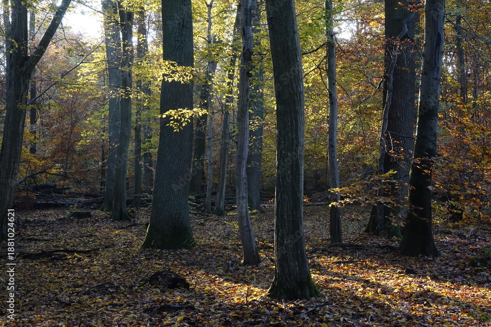 Fototapeta premium Sonne im Herbstwald