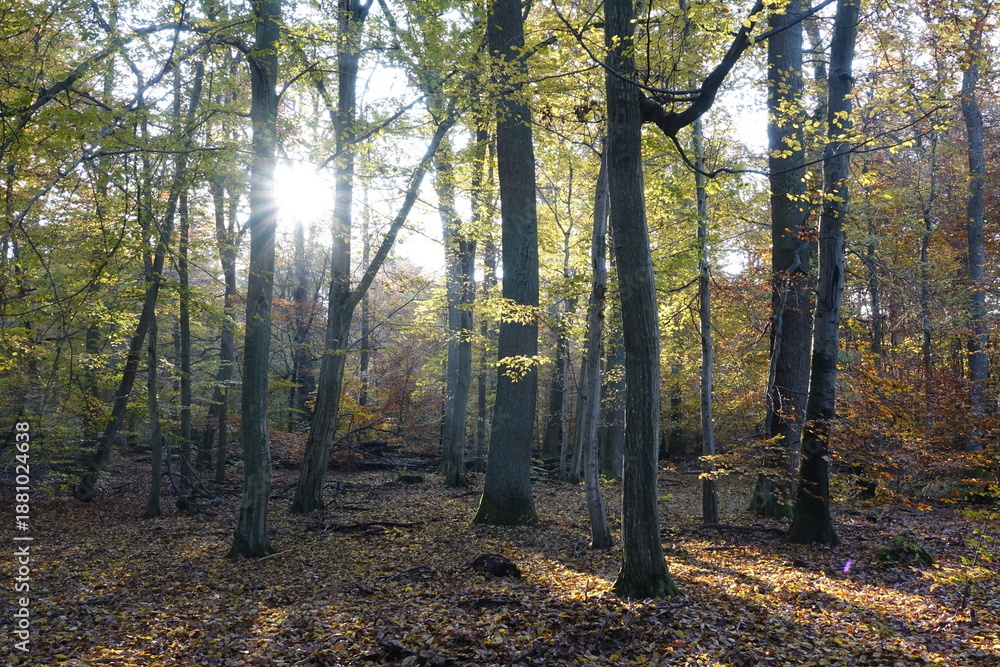 Obraz premium Sonne im Herbstwald