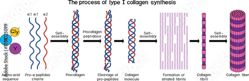 Multi-step process of type I collagen synthesis. Scheme of collagen biosynthesis for biology lessons	