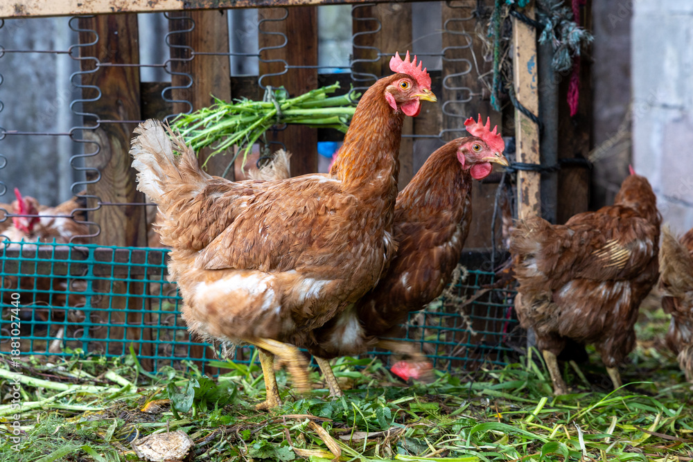 Fototapeta premium Brown hens walking inside a rustic chicken coop