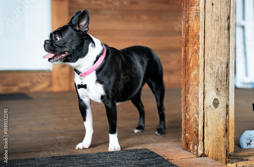 Boston Terrier Sitting on Wooden Porch by White Door
