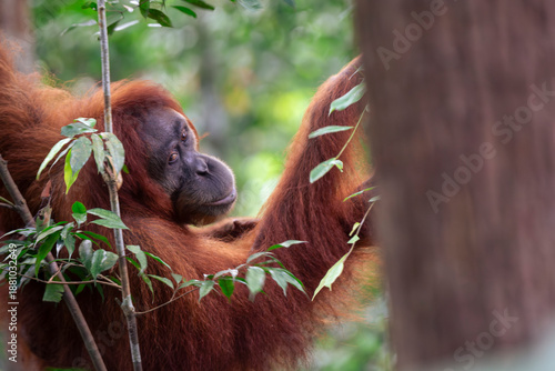 Obraz na plátně Orangutan resting in branches of trees in tropical forest during daytime in Sout