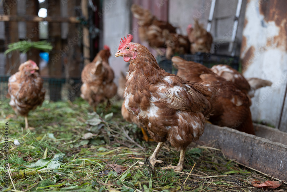 Fototapeta premium Brown hens foraging in free range poultry farm