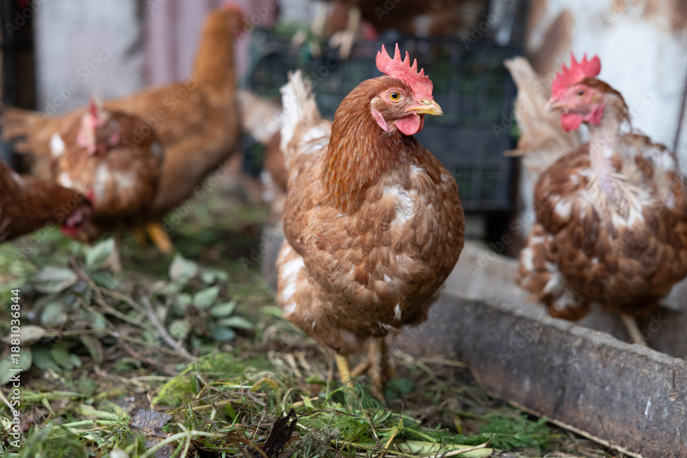 Fototapeta premium Brown hen standing in farmyard with other poultry