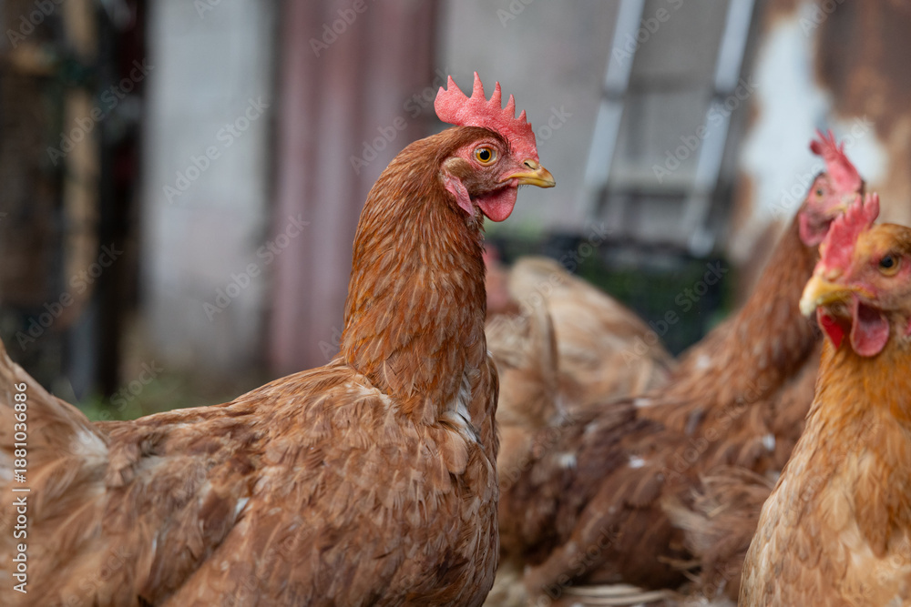 Fototapeta premium Brown hens standing together on a farm