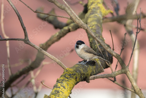 Poecile palustris O CINCIA BIGIA IN CERCA DI CIBO IN UNA GIORNARA INVERNALE.