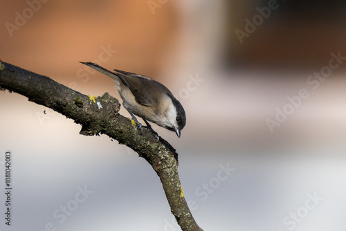 Poecile palustris O CINCIA BIGIA IN CERCA DI CIBO IN UNA GIORNARA INVERNALE.
