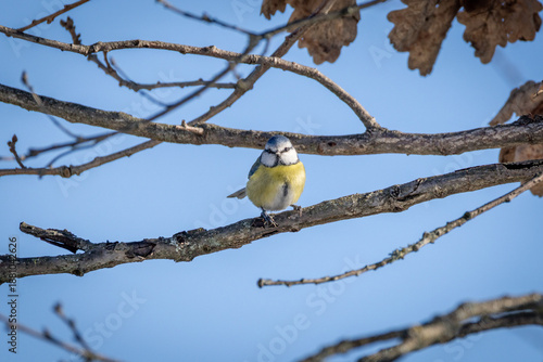 Cyanistes caeruleus O CINCIARELLA IN CERCA DI CIBO IN UNA GIORNATA INVERNALE
