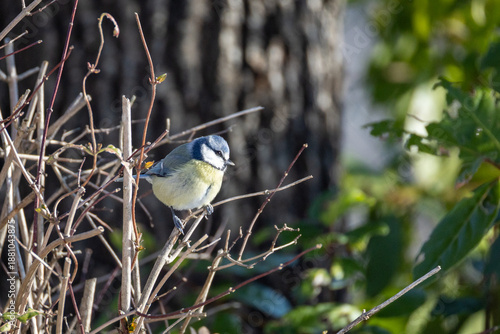 Cyanistes caeruleus O CINCIARELLA IN CERCA DI CIBO IN UNA GIORNATA INVERNALE