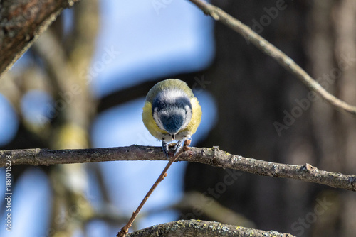 Cyanistes caeruleus O CINCIARELLA IN CERCA DI CIBO IN UNA GIORNATA INVERNALE