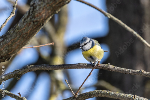Cyanistes caeruleus O CINCIARELLA IN CERCA DI CIBO IN UNA GIORNATA INVERNALE