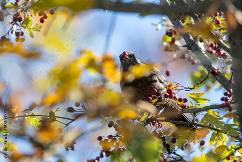Turdus merula O MERLO IN CERCA DI CIBO IN UNA GIORNATA INVERNALE.