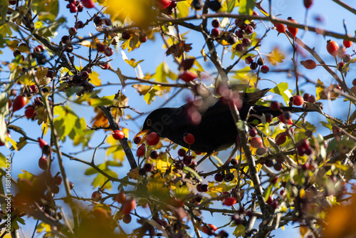 Turdus merula O MERLO IN CERCA DI CIBO IN UNA GIORNATA INVERNALE.