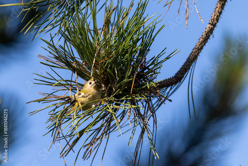 Regulus ignicapilla O FIORRANCINO IN CERCA DI CIBO IN UNA RIGIDA GIORNATA INVERNALE