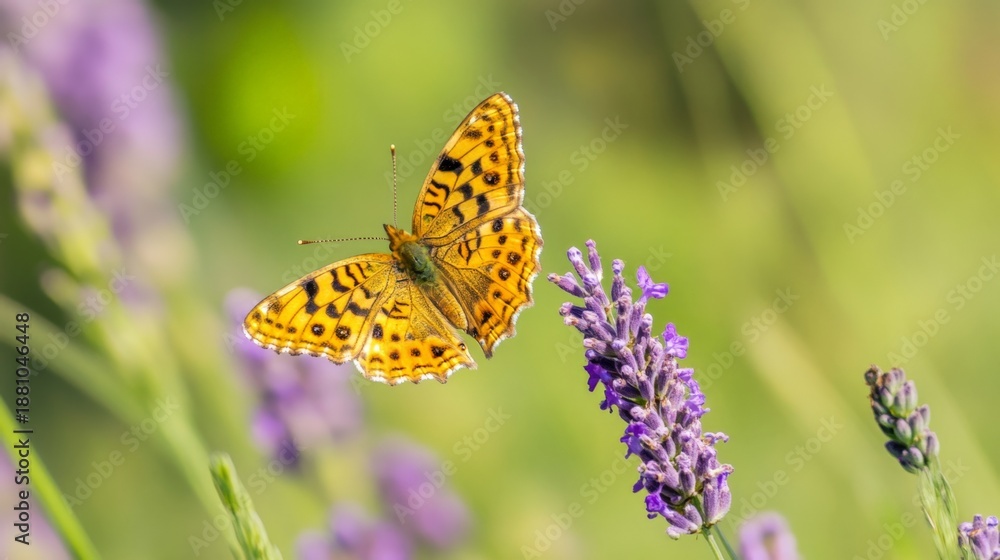 Obraz premium Orange butterfly rests on a lavender flower amidst green foliage in a garden, capturing the beauty of nature on a sunny day with soft lighting