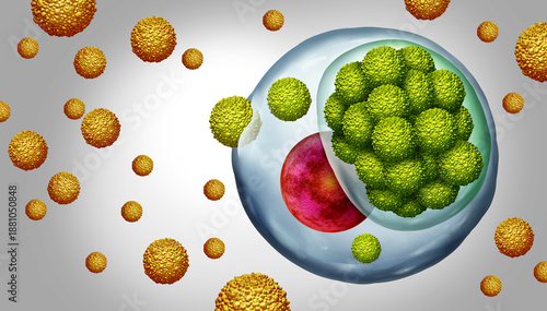 Wallpaper Mural Chlamydia Infecting Human Cell Infection as elementary body entering a cell changing to a replicating reticulate body as a sexually transmitted infection or STD caused by the bacterium Chlamydia trach Torontodigital.ca