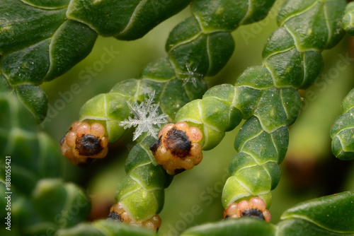Obraz na plátne Snowflake on Thuja Real Snowflake Organic Geometry