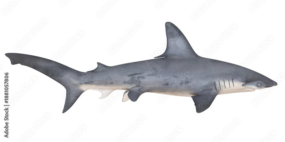 Fototapeta premium Realistic model of a grey shark with detailed features.