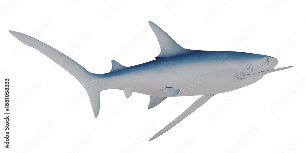 Fototapeta premium Graceful Thresher Shark in a Profile View