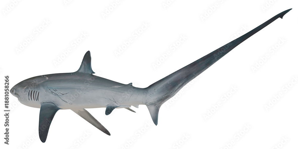 Fototapeta premium Thresher shark swimming gracefully.
