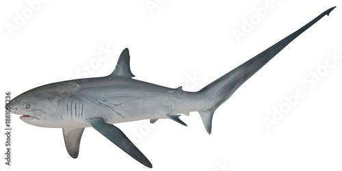 Thresher shark with distinctive elongated tail.