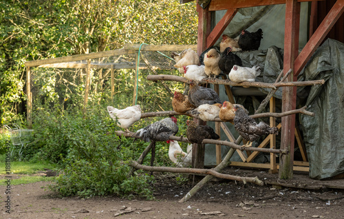 фотографія Flock of chickens Gallus gallus domesticus roosting outdoors.