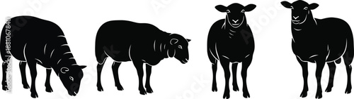 Four black sheep silhouettes in different poses on white background for design use
