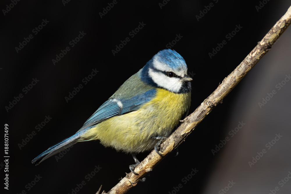 Obraz premium Blue tit (Cyanistes caeruleus) perched on a branch against a dark background