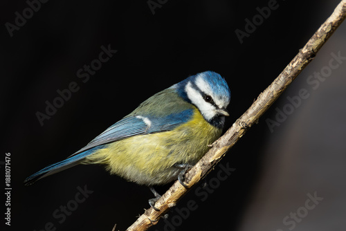 Blue tit (Cyanistes caeruleus) perched on a branch against a dark background