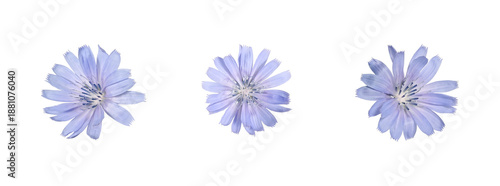 Cuadro en lienzo Three blue chicory flowers isolated on white background