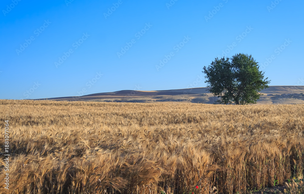 Obraz premium Hilly landscape with a lone tree in a wheat field in Apulia, southern Italy.