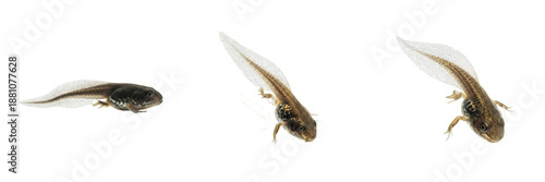Schilderij op canvas Common Toad Tadpole Bufo bufo isolated on white, frog larva development sequence