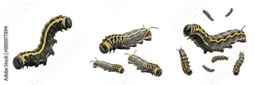 Caterpillar Larva Sequence isolated on white, striped garden caterpillar group, multiple development stages, crawling insect wildlife, nature biology photo